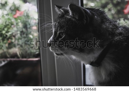 My cat sits on the windowsill