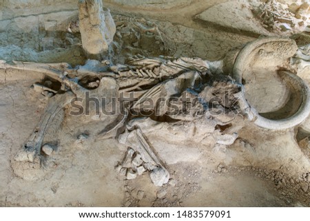 The bones of a Columbian Mammoth at a dig site in Waco, Texas, USA. Royalty-Free Stock Photo #1483579091
