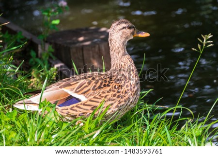 portrait of a wild duck close-up.wild duck on the city pond on a warm summer evening