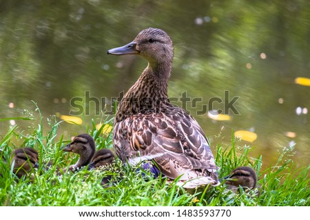 portrait of a wild duck close-up.wild duck on the city pond on a warm summer evening