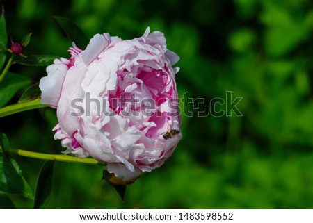Peony flower in pink pink 