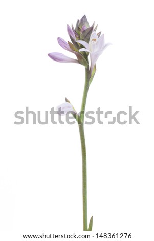 mauve funkia isolated on white background
