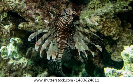 Common Lionfish (Pterois volitans) in the Red Sea