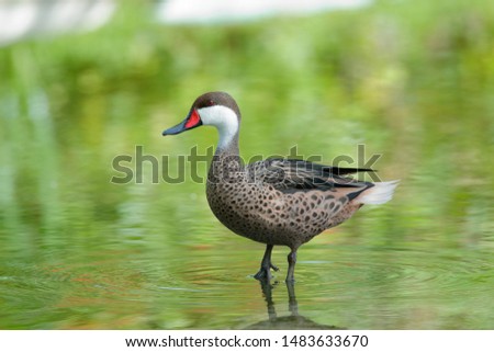 The red-billed teal or red-billed duck is a dabbling duck which is an abundant resident breeder in southern and eastern Africa.