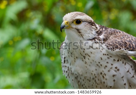 Captive Saker falcon pictured against a leafy background, The Raptors, Duncan, British Columbia
