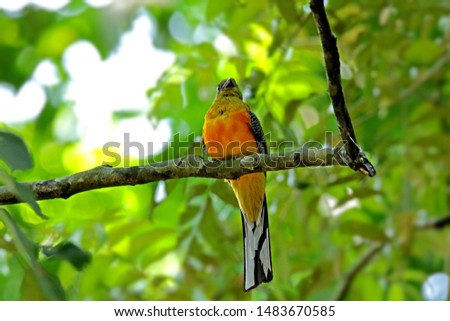 A Orange-breasted Trogon on branch in nature, Thailand