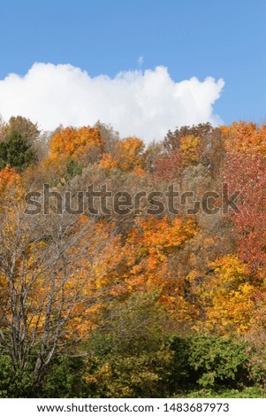 Beautiful Autumn colors in the forest.