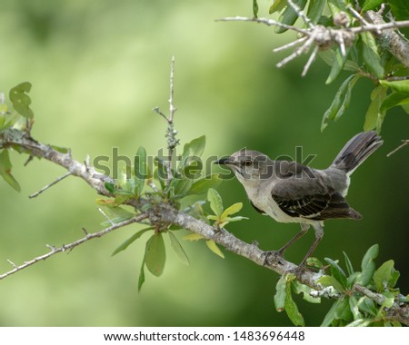 Northern Mockingbird in Tree Branch 