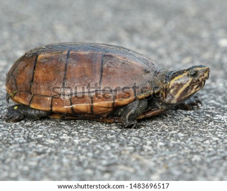 Striped Mud Turtle on Paved Road Royalty-Free Stock Photo #1483696517