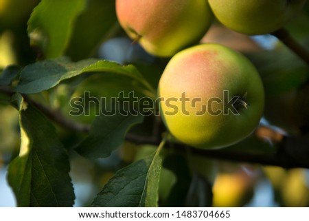 ripe apples on a tree branch