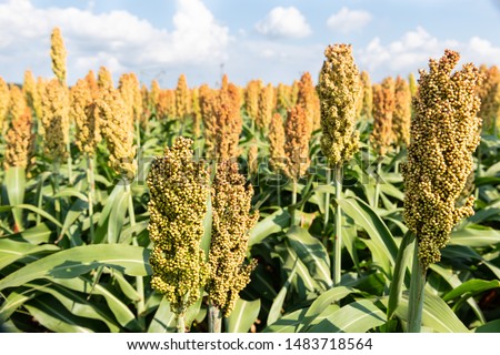 Millet or Sorghum cereal crop in a field. It is widely cultivated in warm regions and is a major source of grain and of feed for livestock.
