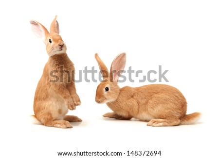 Orange rabbit on white background 