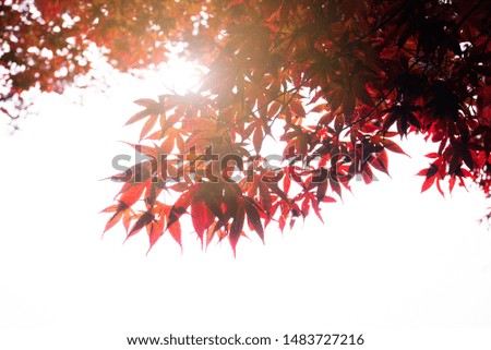 Autumn colorful red maple leaf 