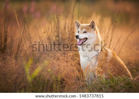 Portrait of beautiful and happy red Shiba inu dog sitting in the field at golden sunset in summer. Adorable japanese shiba inu dog in backlight. Profile image