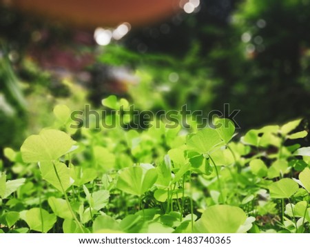 Green clover leaves, Nature background, lucky symbol.


