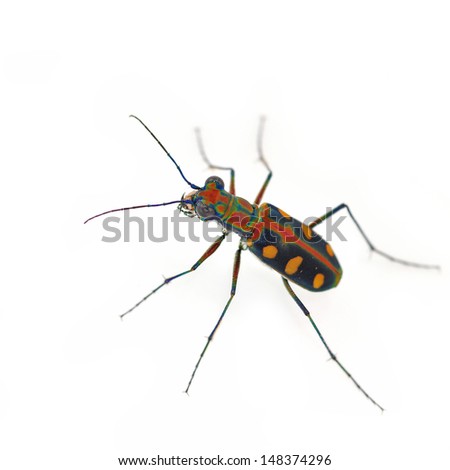 Golden-spotted Tiger beetle isolated on white background