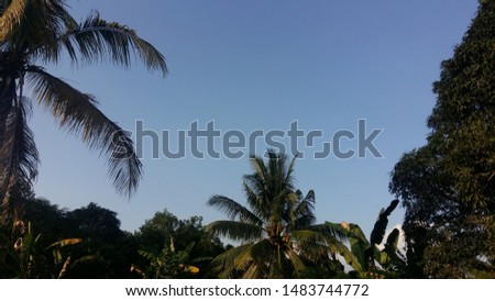Asian tropical trees in the morning