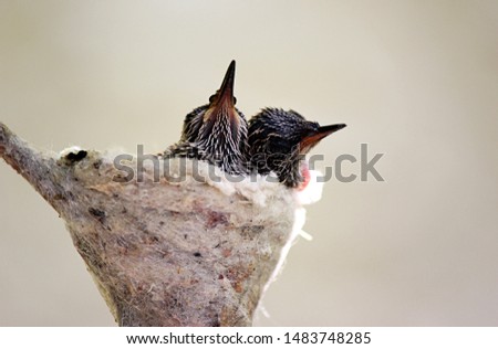 Baby hummingbirds in a soft spiderweb nest