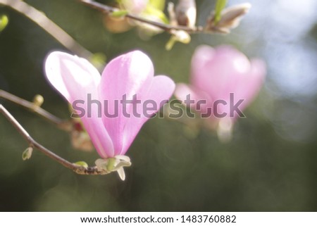 Pink flowers with tranquil bokeh in the background, complete the spring picture.