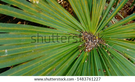 Dwarf palmetto, a plant with sharp thorns that usually grows in the tropics. The picture is suitable to be used as a background image