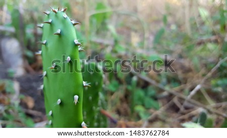 View of Opuntia galapageia cactus with green fleshy stem and white needles, growing in the garden. Succulent plant.