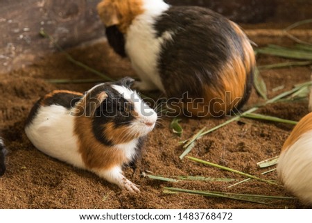 Small pet hamsters in the farm