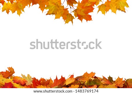Autumn colored falling maple leaves isolated on white background
