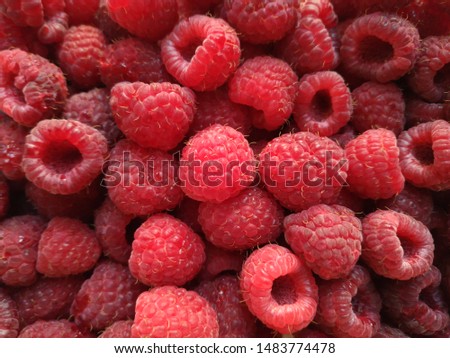 Beautiful photo of ripe and tasty raspberries. Macro shot of raspberries. Big ripe raspberries.
