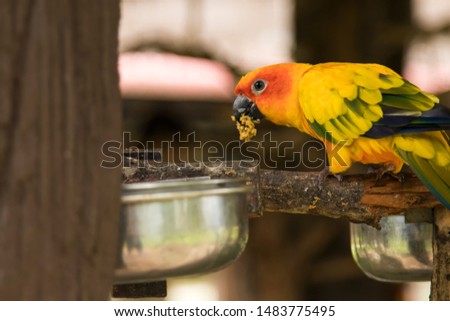 The beautiful parrot (sun conure)
