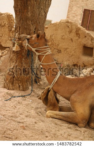 side view of camel tied with a rope in the rural village 