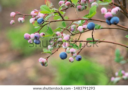 Closeup photo of blueberry fruit growing on blueberry tree