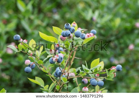 Closeup photo of blueberry fruit growing on blueberry tree