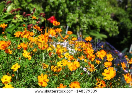 Beautiful bright orange coreopsis flowers