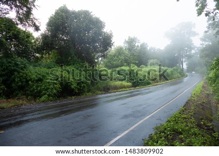 Tree leaves green mist white and road