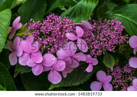 Bush blooming pink hydrangea in the park