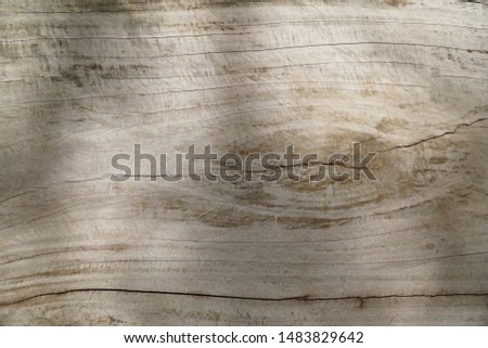 The inner surface of the old tree is left for a long time. Old wood background. Wood texture with natural pattern. Old wood texture of cut tree trunk.