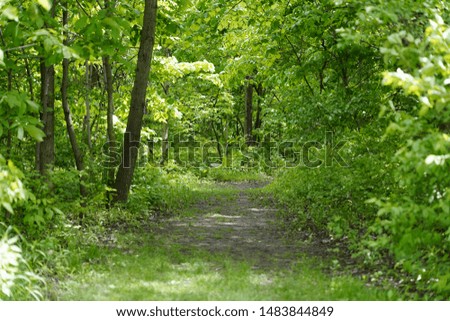 Beautiful Quiet Forest of the Summer