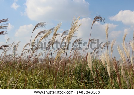 a picture of reeds under the vast sky