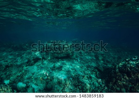 Underwater scene in ocean with corals. Tropical sea