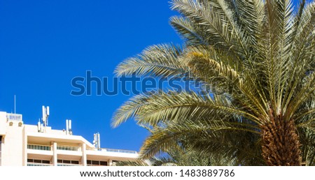 summer vacation destination concept picture of palm tree leaves foreground on background of hotel apartment building and empty vivid blur sky with space for text
