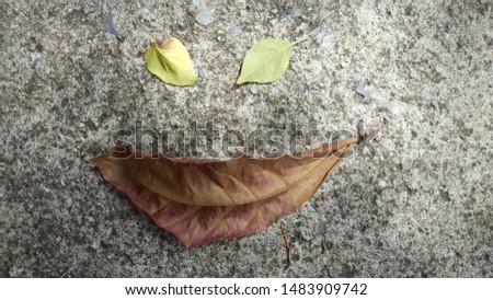Dry leaf on the floor , close up