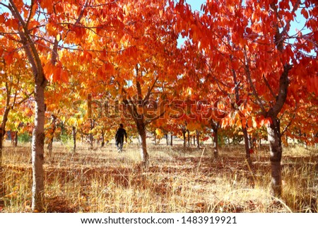 spectacular views of the autumn season. colorful fall photos.