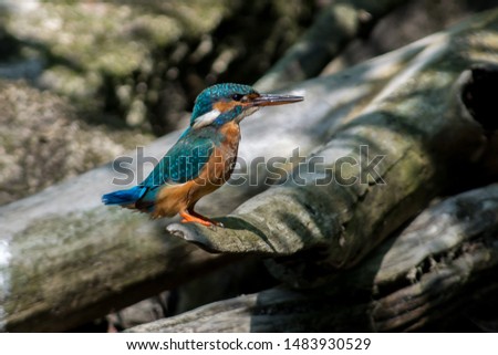 Kingfisher on a creek in Sweden