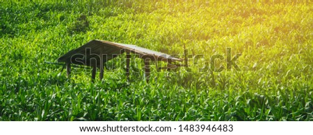 green background landscape in nature
  corn farm in village 