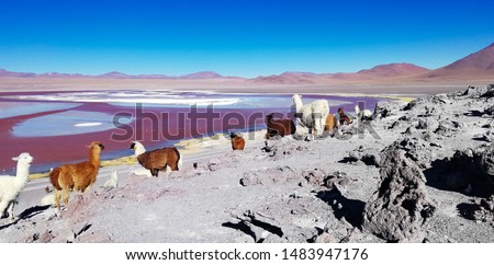 Spectacular panorama of Laguna Colorada (or Red lagoon) in Bolivia: a salt lake characterized by shallow waters rich in minerals and microorganisms, home to flamingos and llamas. Royalty-Free Stock Photo #1483947176