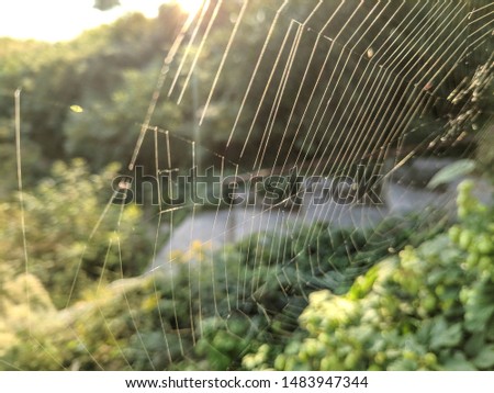 spider web in the sun.