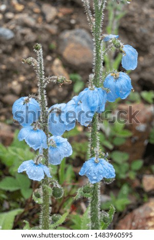 "Bluepoppy", scientific name: Meconopsis. Beautiful wild flower native to Tibet, China.