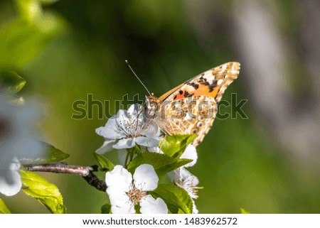 butterfly flower spring spring summer