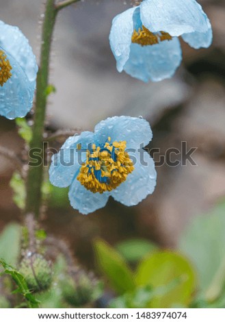 "Bluepoppy", scientific name: Meconopsis. Beautiful wild flower native to Tibet, China.