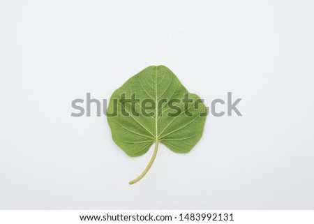Behind the Piper auritum, green leaf, Heart-shaped leaves on a white background